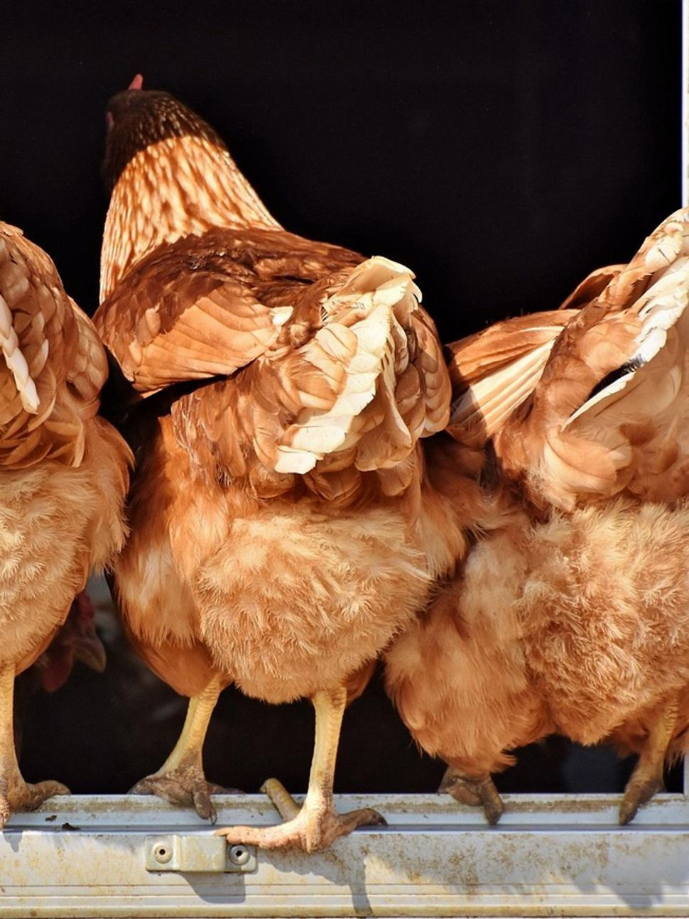 Seasonal Rooster