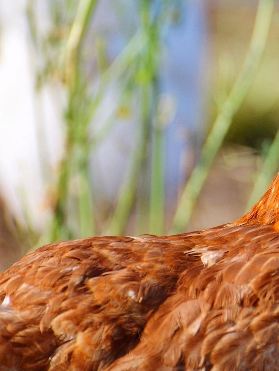 Pasture-raised chicken and rooster, butchered with care.