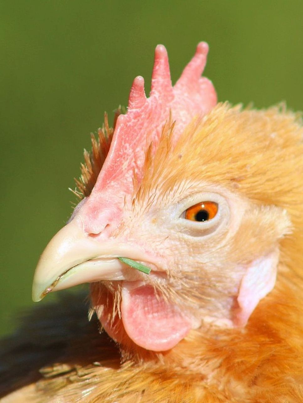 Countryside poultry raised free range