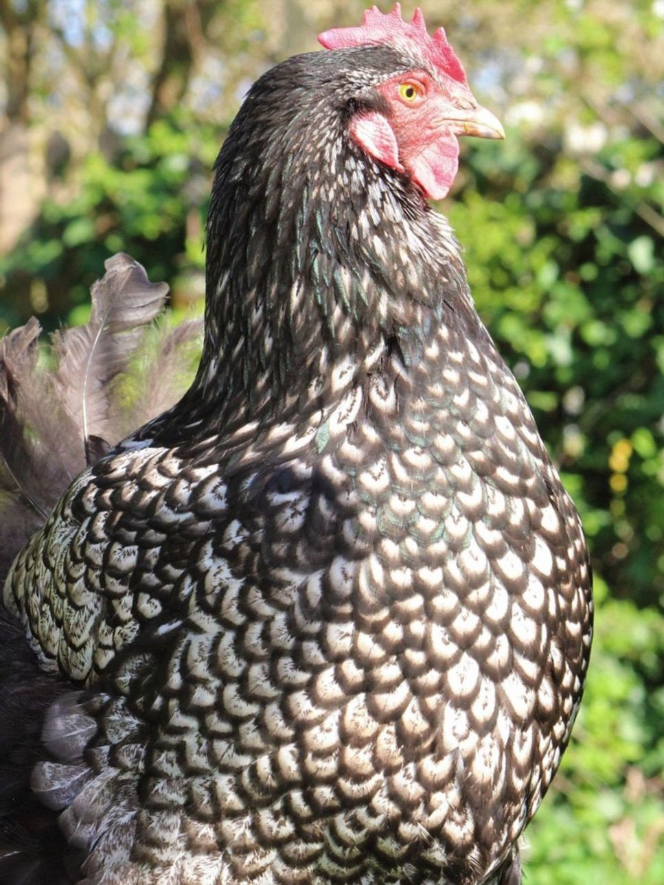 Free Range Chicken