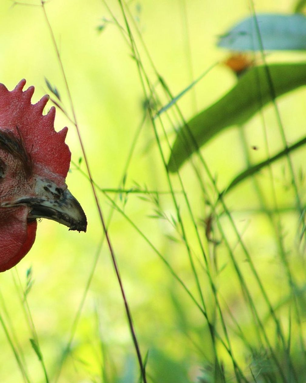 Our pasture-raised poultry